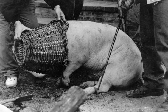 La matança del porc