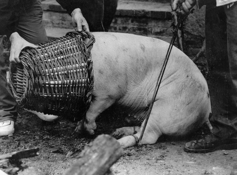 La matança del porc