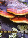 Sant Iscle de Vallalta, terra de bolets