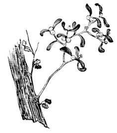 Les plantes nadalenques