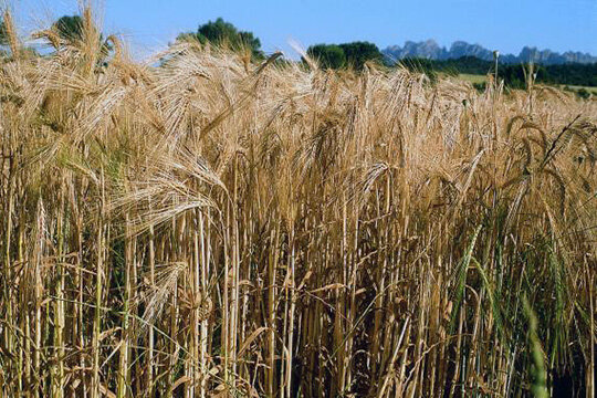 Els cereals són plens de gra