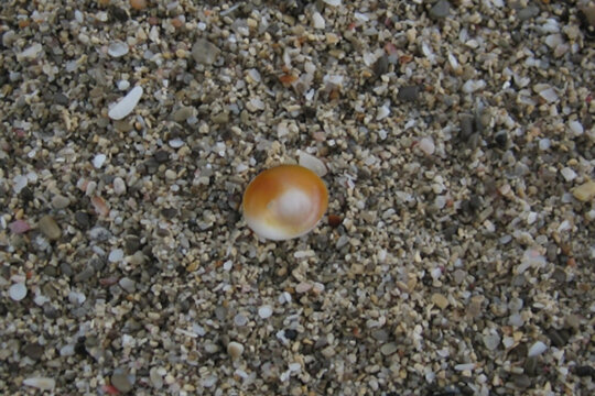 Part de davant d'un Ull de Santa Llúcia