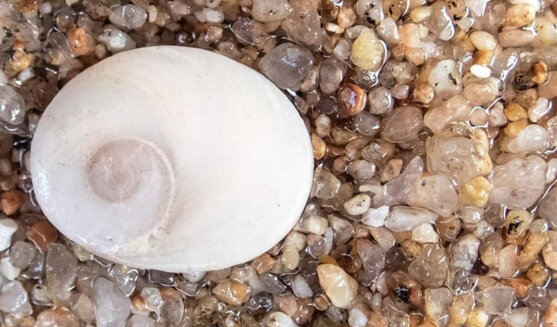 Ulls de Santa Llúcia