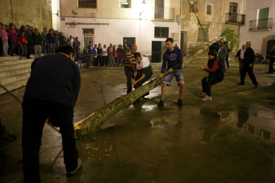 Replantada de l'arbre