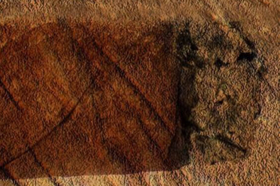 Galeria principal