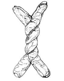 La Rabassa o Mona de Nadal