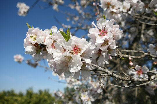 Ametller florit