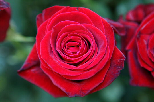 La flor de l'Amor
