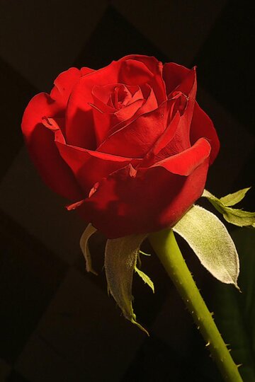 Rosa de Sant Jordi