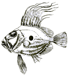 Peixos fantàstics