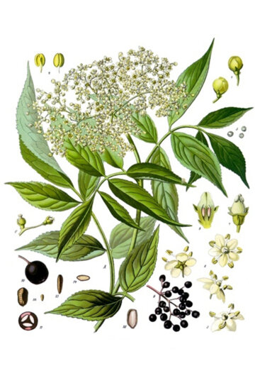 Dibuix de les flors, fruits i fulles del saüc