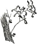 Les plantes nadalenques