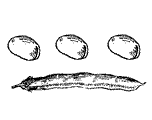 Faves, favetades