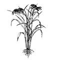 Festes de la plantada de l'arròs