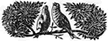 Concursos ocellaires