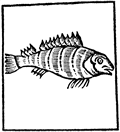 Festes de pescadors