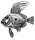 Peixos fantàstics