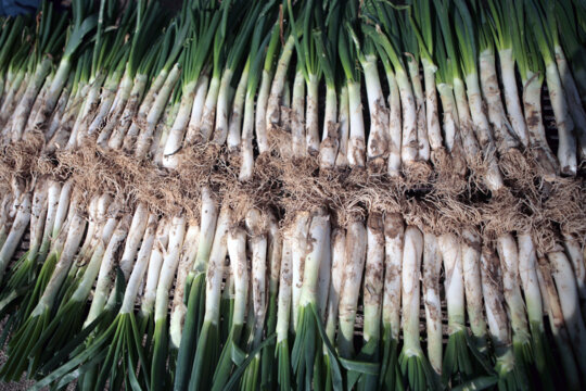 Els calçots enfilats