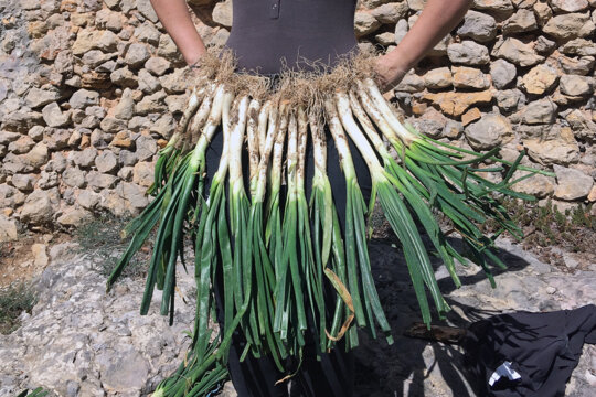 Dansa dels calçots