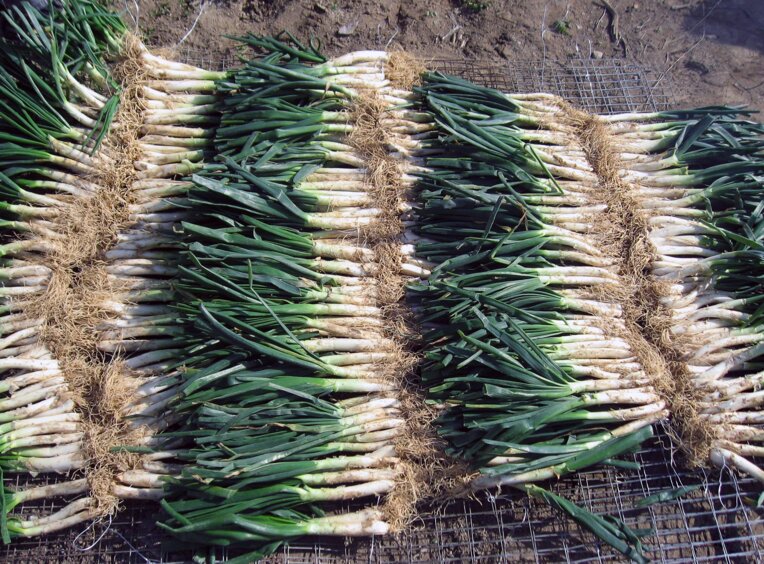 Temps de calçotades