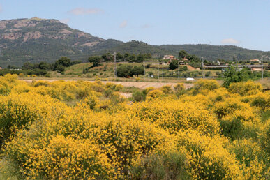 Riera plena de ginesta al Vallès