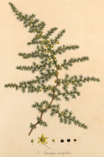 Il·lustració de la planta Asparagus acutifolius