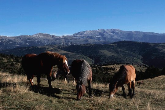 Els mulats pasturant a la muntanya