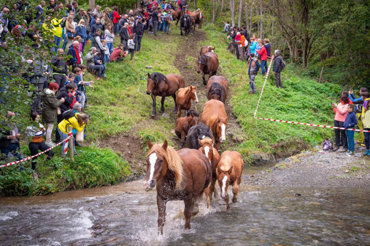 Els cavalls arribant a pastures més baixes